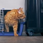 تماس با ما 9 s960 Ginger cat in a travel crate – 8