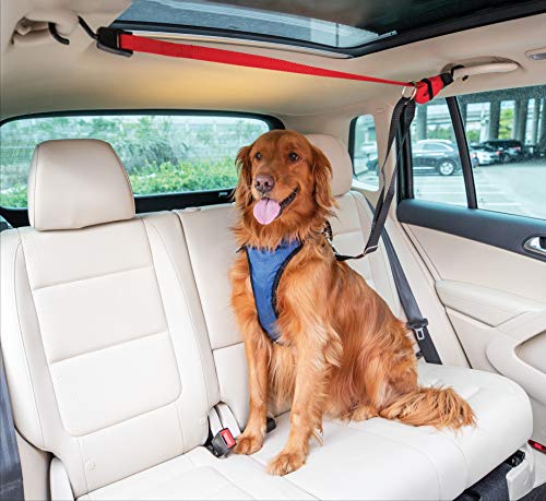 راهنمای جامع سفر با حیوانات خانگی: چگونه سفری امن و راحت برای خود و حیوانتان فراهم کنید؟