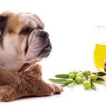 یک سگ بولداگ در کنار شیشه‌های روغن زیتون