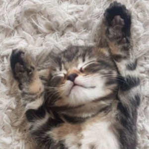 Group logo of بچه گربه‌ها