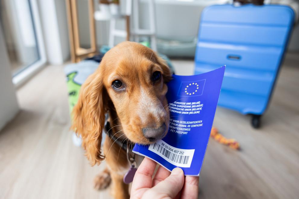 pet dog pet passport european union 2 – 5