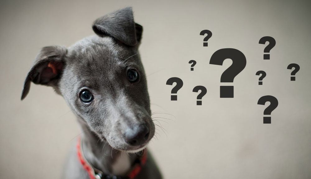 pns difference spay and neuter img – 59