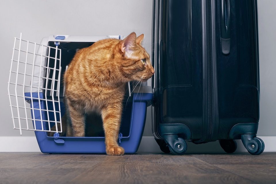 s960 Ginger cat in a travel crate – 56